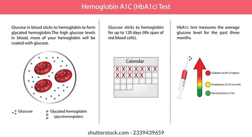 Hemoglobin A1C, HbA1c test , HbA1c levels, Glucose sticks to hemoglobin, glycated hemoglobin, up to 120 days. A1C Blood Sugar Test, Diabetes Mellitus, Infographic, Vector illustration.