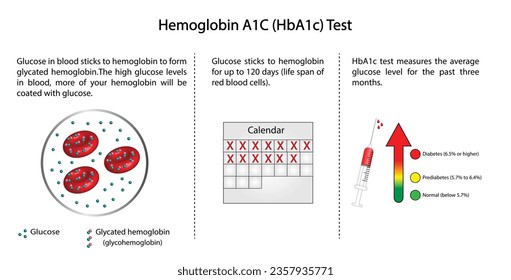 Hemoglobin A1C, HbA1c test , HbA1c levels, Glucose sticks to hemoglobin, glycated hemoglobin, up to 120 days. A1C Blood Sugar Test, Diabetes Mellitus, Infographic, Vector illustration.