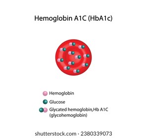 Hämoglobin A1C, HbA1c-Test, HbA1c-Spiegel, Glucose-Stöcke zum Hämoglobin, glykosyliertes Hämoglobin, bis zu 120 Tage. A1C Blutzuckertest, Diabetes mellitus, Infografik, Vektorgrafik.