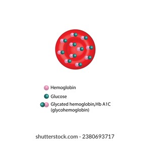 Hemoglobina A1C, HbA1c test, HbA1c level, Glucosa se aferra a la hemoglobina, hemoglobina glicarizada, hasta 120 días. Prueba de azúcar en sangre A1C, Diabetes Mellitus, Infografía, Ilustración vectorial.