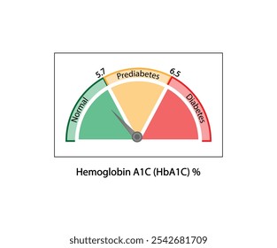 Hemoglobina A1C, prueba de HbA1c, niveles de HbA1c, glucosa se pega a la hemoglobina, hemoglobina glicosilada, hasta 120 días. Prueba de azúcar en sangre A1C, diabetes mellitus, infografía, Ilustración vectorial.