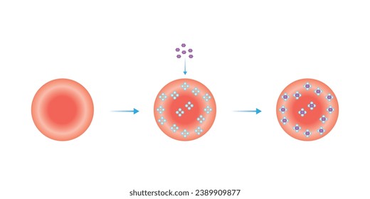 Hemoglobin A1c Scientific Design. Vector Illustration.	