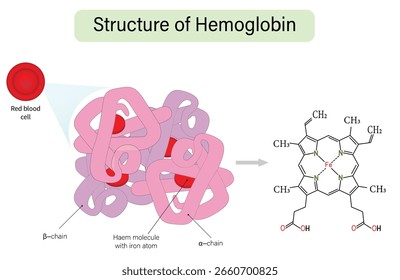Hemoglobin chemical structure with polypeptide chain and heme group outline diagram. Labeled educational scheme with scientific closeup and alpha or beta parts Medical Vector Illustration