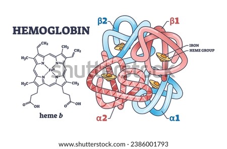 Hemoglobin chemical structure with polypeptide chain and heme group outline diagram. Labeled educational scheme with scientific closeup and alpha or beta parts vector illustration. Microbiology study