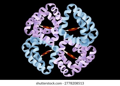 Hemoglobin Molecular Structure with Heme Groups and Alpha Helices. Hemoglobin Protein Anatomy with Heme Iron Binding Sites Scientific Diagram