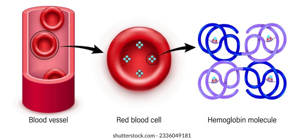 Hemoglobin molecule structure. Blood vessel, red blood cell and hemoglobin. Heme groups, α and β subunits, iron atoms and oxygen molecule.