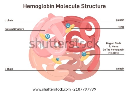 Hemoglobin molecule structure. Iron-containing oxygen-transport metalloprotein in the red blood cells, combination of iron and the protein globin. Alpha and beta chain. Flat vector illustration
