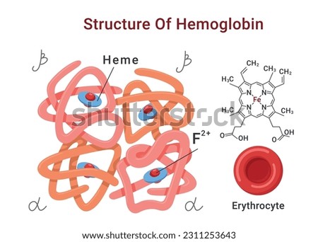 Hemoglobin molecule structure medical education scheme with names poster isometric vector illustration. Human biology science anatomy alpha beta chains heme groups iron atoms and erythrocyte