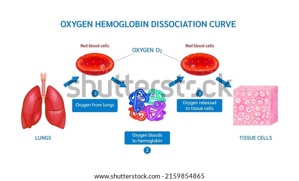 Hemoglobin Molecules Carrying Oxygen Red Blood: เวกเตอร์สต็อก (ปลอดค่า ...