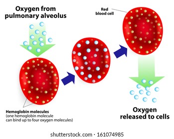 Hemoglobin Molecules. One Hemoglobin Molecule Can Bind Up To Four Oxygen Molecules. 