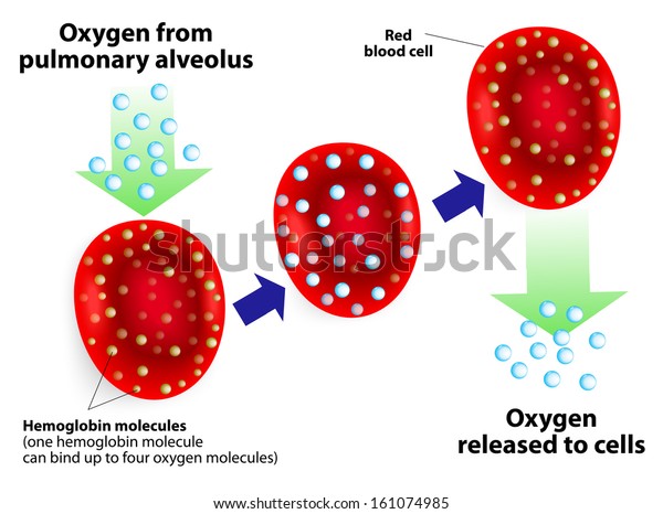 Hemoglobin Molecules One Hemoglobin Molecule Can Stock Vector (Royalty ...