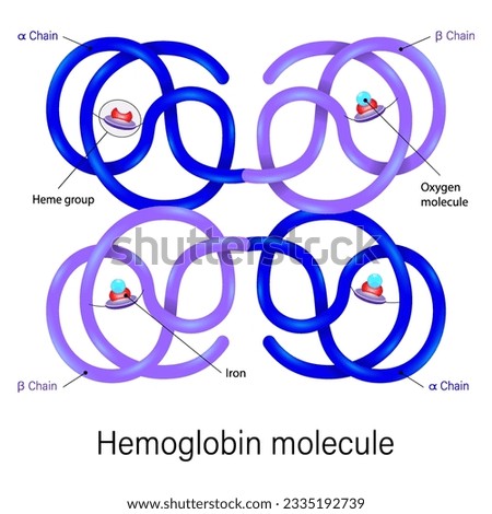 Hemoglobin in red blood cells. Structure of hemoglobin molecule. Proteins in red blood cells and help transport oxygen. α and β subunits. Heme groups, iron atoms and oxygen molecule.