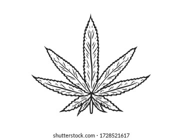 Hemp, cannabis leaf hand drawn sketch vector engraving illustration.