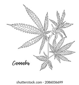 Cáñamo, hojas y tallos de cannabis. Esbozo vectorial de una planta de cannabis