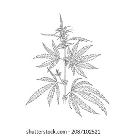 Hemp, cannabis leaves and stems. Vector sketch of a cannabis plant