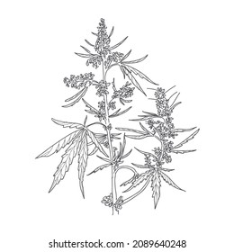 Hemp, cannabis leaves and stems. Vector sketch of a cannabis plant