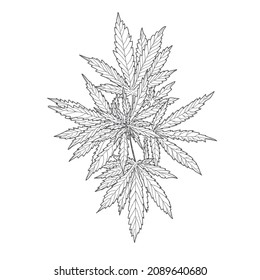 Hemp, cannabis leaves and stems. Vector sketch of a cannabis plant