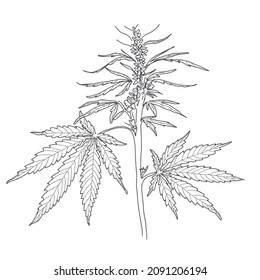 Hemp, cannabis leaves and stems. Vector sketch of a cannabis plant