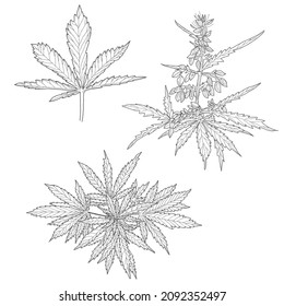Cáñamo, hojas y tallos de cannabis. Esbozo vectorial de una planta de cannabis