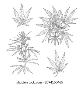 Hemp, cannabis leaves and stems. Vector sketch of a cannabis plant