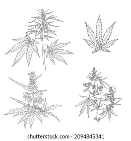 Hemp, cannabis leaves and stems. Vector sketch of a cannabis plant