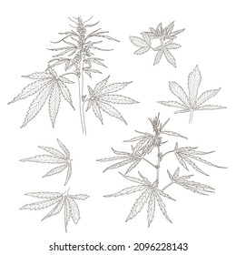 Cáñamo, hojas y tallos de cannabis. Esbozo vectorial de una planta de cannabis