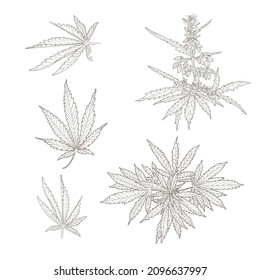 Cáñamo, hojas y tallos de cannabis. Esbozo vectorial de una planta de cannabis