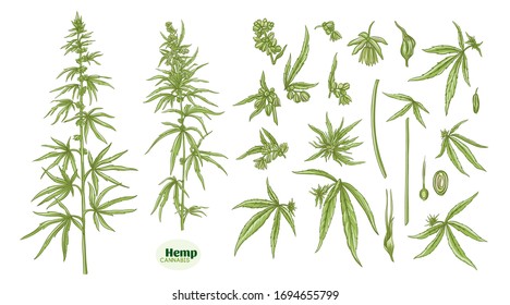 Hanf, Cannabispflanze. Set von Elementen für das Design. Illustration zur Vektorillustration der Farben. Im botanischen Stil einzeln auf weißem Hintergrund.