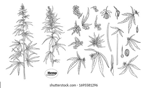 Hemp, Cannabis Plant. Set Of Elements For Design. Color Vector Illustration. In Botanical Style, Outline Isolated On White Background..