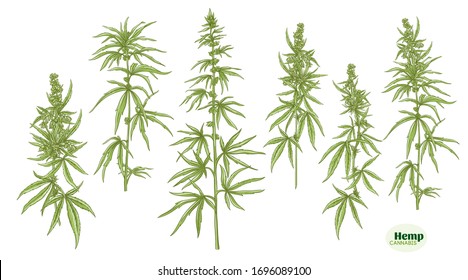 Hemp, planta de cannabis. Conjunto de elementos para el diseño. Ilustración vectorial de color. En estilo botánico Aislado sobre fondo blanco.