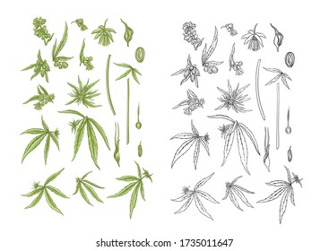 Hemp, cannabis plant. Set of elements for design. Color and outline vector illustration. In botanical style Isolated on white background..