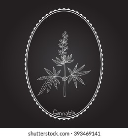 Hemp, Cannabis sativa, Cannabis indica, Cannabis ruderalis, or Chanvre, medicinal plant. Hand drawn botanical vector illustration