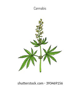 Hemp, Cannabis Sativa, Cannabis Indica, Cannabis Ruderalis, Or Chanvre, Medicinal Plant. Hand Drawn Botanical Vector Illustration