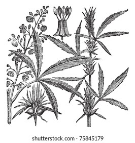 Hemp, Cannabis sativa, Cannabis indica, Cannabis ruderalis, or Chanvre vintage engraving. Old engraved illustration of a Hemp. Male plant (left). Female plant (right).