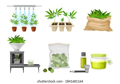 Hemp And Cannabis Sativa Production And Processing Vector Set