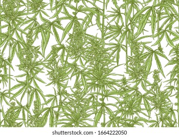 Hanf, Cannabis nahtloses Muster, Hintergrund. Vektorillustration. Im botanischen Stil einzeln auf weißem Hintergrund.