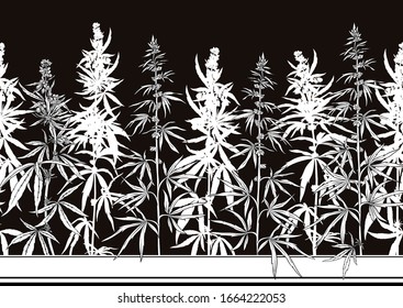 Hanf, Cannabis nahtloses Muster, Hintergrund. Vektorillustration. Schwarz-Weiß-Grafik