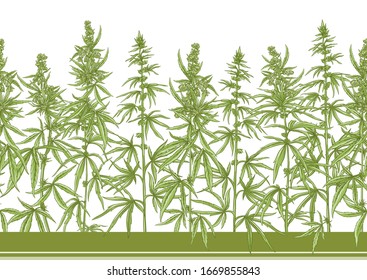 Hemp, Cannabis seamless pattern, background. Vector illustration. In botanical style Isolated on white background..
