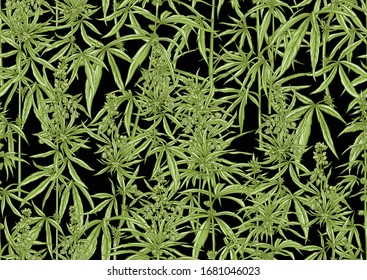 Hanf, Cannabis nahtloses Muster, Hintergrund. Vektorillustration. Im botanischen Stil einzeln auf schwarzem Hintergrund.