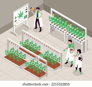 Hemp cultivation isometric background with people in white lab coats growing cannabis plants indoors 3d vector illustration