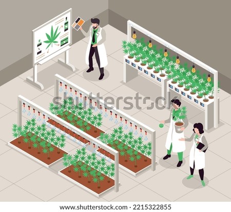Hemp cultivation isometric background with people in white lab coats growing cannabis plants indoors 3d vector illustration