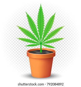 Hemp grows in the flowerpott with shadow on transparent background. Green cannabis narcotic growing illustration