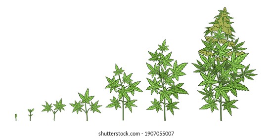 Hemp Growth Stages. Plants Development. Cannabis Indica. Medicinal Plant. Vector Illustration. Infographic Set. Harvest Animation Progression.