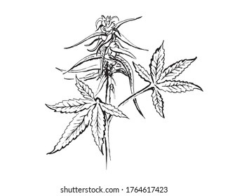 Hemp illustrations for coffee shops, t-shirts, backgrounds. Vectorgraphic illustration of cannabis leaves, flower. Vector illustration of weed in sketch for package design. Marijuana illustrations