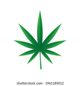 Hojas de cáñamo aisladas en fondo blanco. Ilustración de material vectorial. 