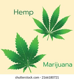Ilustración vectorial de la hoja Hemp (Marihuana) A continuación hay un mensaje sobre el fondo naranja para hacer afiches, medios de relaciones públicas.