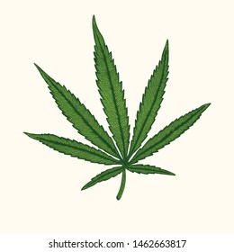 Hemp leaf vector detailed illustration in vintage engraving style