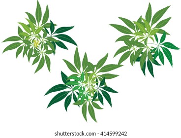 Hemp leaves  or marihuana  object or background  isolated pictures