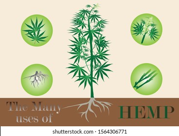 Hemp the many used for health , plant herb, leaves, stalk, roots,organic for madicine isolated on background vector illustration.