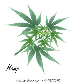 Hemp (marijuana, Cannabis Sativa Or Cannabis Indica). Hand Drawn Vector Illustration Of Hemp Plant With Leaves On White Background.